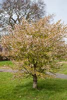 Prunus incisa 'Kojo-no-mai'