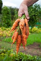 Man holding a bunch of freshly harvested carrots