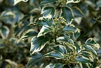Hedera helix 'Cavendish Latina', variegated ivy about to flower, September 