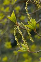 Populus maximowiczii - Japanese Poplar
