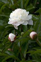 Paeonia lactiflora 'Madame Claude Tain'