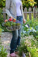 Woman with wire basket of flower seedlings. Zinnia 'Thumbelina', Lobelia erinus