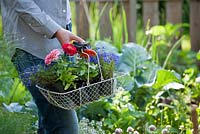 Woman with wire basket of flower seedlings. Zinnia 'Thumbelina', Lobelia erinus