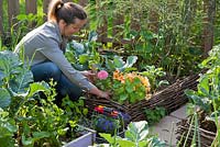 Woman planting Zinnia thumbelina in wicker raised bed.