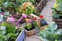 Trug of annuals ready to be planted in wicker raised bed. Zinnia 'Thumbelina', Lobelia erinus, Tropaeolum majus