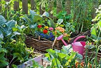 Wicker raised bed with annuals to attract beneficial animals. Zinnia 'Thumbelina', Lobelia erinus, Tropaeolum majus