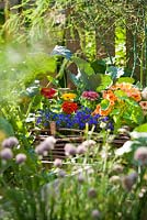 Wicker raised bed with annuals to attract beneficial animals: Zinnia 'Thumbelina', Lobelia erinus, Tropaeolum majus