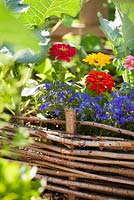 Wicker raised bed with annuals to attract beneficial animals. Zinnia 'Thumbelina', Lobelia erinus.