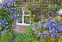 Bed by the house includes Lonicera nitida 'Baggesen's Gold', Clematis 'Perle d'Azur', Geranium 'Rozanne', Geranium 'Ann Folkard'.