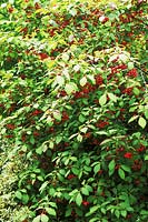 Euonymus planipes with autumn fruits, in september