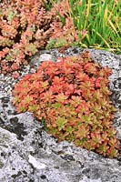 Sedum aizoon, growing in rock crevice, showing sun and drought induced colouring