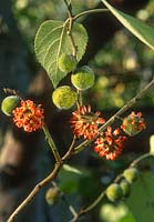 Broussonetia papyrifera fruits in November
