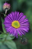 Erigeron 'Dunkelste Aller' close-up of flower in june