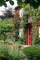 Cottage front garden with climbing rosa 'dublin bay' letheningsett, norfolk