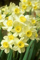 Narcissus papyraceus - paperwhite, March