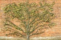 Pyrus communis 'Joséphine de Malines', mature fan trained winter pear in fruit, against brick wall, November