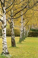 Betula pendula - silver birches in formal line in lawn, autumn, November