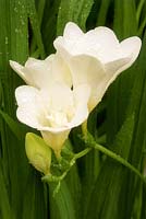 Freesia in flower, May