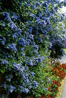 Ceanothus arboreus 'Trewithen Blue' with view to Cherianthus 