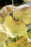Red spider mite on cucumber showing webs and mites