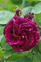 Rosa 'Souvenir du Docteur Jamain' - climbing hybrid perpetual rose, dark red flower with water drop