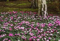 Cyclamen coum, naturalised under birch tree, March