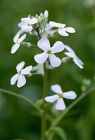 Hesperis matronalis var. albiflora - Sweet rocket, white flower, May 