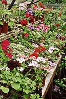 Pelargonium collection growing on bench inside greenhouse