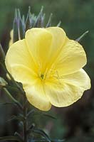 Oenothera biennis - evening primrose