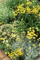 Yellow border with helichrysum, santolina, anthemis, achillea, hemerocallis and argyranthemum 