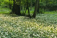 Spring woodland carpeted with allium ursinum - ramsons in May