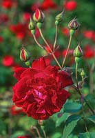 Rosa 'Gruss an Teplitz' - china rose