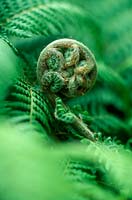 Dicksonia antartica - woolly tree fern, close up of fern unfurling