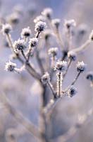 Hieracium umbellatum - hawkweed, seed heads with frost, December