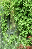 Parthenocissus quinquefolia surrounding faux mirrored window with frame