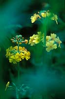 Primula bulleyana, glimpsed through other plants