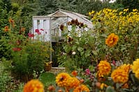 Small greenhouse with orange Dahlia 'David Howard' in foreground