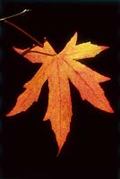 Liquidambar styraciflua 'Worplesdon', autumn leaf backlit at night, November