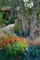 Jacqui Hurst. Sentebale - Hope in Vulnerability - with a Cork Oak, Quercus suber, underplanted with an Agave, Quaking Grass - Briza media, Erysimum 'Apricot Twist', Carex buchananii and Senecio serpens. RHS Chelsea Flower Show 2015