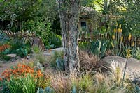 Sentebale-Hope in Vulnerability a garden inspired by the Lesotho landscape. A view to the small holding, plants include: Stipa tenuissima, Carex buchananii, Aloe vera,  Erysimum 'Apricot Twist' Kniphofia northiae and Quercus suber. Chelsea Flower Show 2015