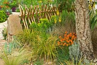 Sentebale - Hope in Vulnerability garden. Wooden hurdle fence made of peeled chestnut poles with Euphorbia, Erysimum 'Apricot Twist' and grasses