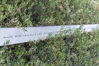 Olea europa - olive hedge with Arabic inscription running its length. Beauty of Islam. Chelsea Flower Show 2015