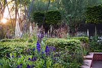 Steel poles, surrounded by Eremurus himalaicus, Delphinium atlantis, stipa gigantea, aquilegia blue barlow, salvia nemorosa 'caradonna',  fagus sylvatica hedgeThe Living Legacy Garden, RHS Chelsea Flower Show 2015