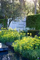 Osmanthus x burkwoodii with raised canopy. Doronicum x excelsum 'Harpur Crewe', Euphorbia oblongata. Rectangular borders. Straight lines inspired by Mondrian and the de Stijl Movement. Hornbeam hedges in blocks.  Concrete back wall. The Telegraph Garden, RHS Chelsea Flower Show, 2015