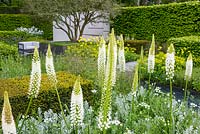 The Telegraph Garden. White Eremurus with Artemisia and Orlaya grandiflora in front of clipped geometrical yew hedges - Taxus baccata. In the background, the yellow planting features Doronicum x excelsum 'Harpur Crewe'. 