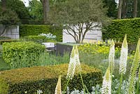 The Telegraph Garden - Eremurus in foregound with Taxus baccata hedging, Osmanthus x burkwoodii tree underplanted with Chondrus crispus - Irish Moss