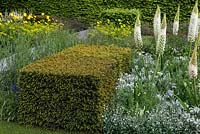 The Telegraph Garden. Yew block beside a silver and white themed bed of foxtail lilies, forget-me-not, Artemisia ludoviciana and Orlaya grandiflora. 