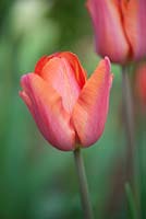 Tulipa 'Charade', April, Hampshire