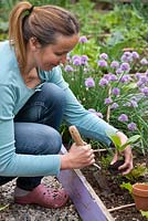 Woman planting out borago officinalis seedling in raised vegetable bed.