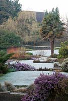 View across garden in frost to Trachycarpus fortunei,  flowering Erica in foreground - Kilver Court Garden, Somerset